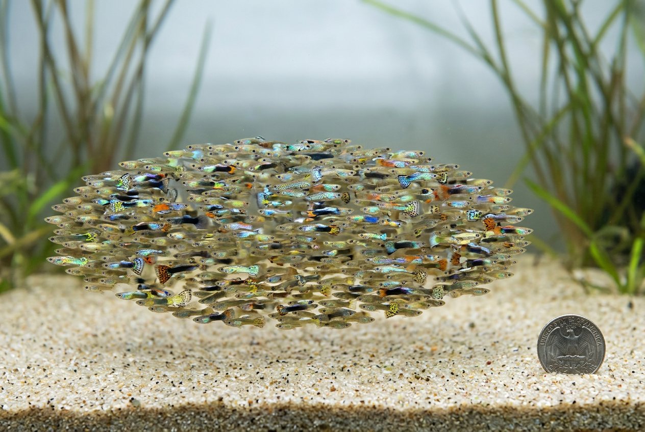 What do 500 guppies look like? Shown at true scale next to a US quarter.