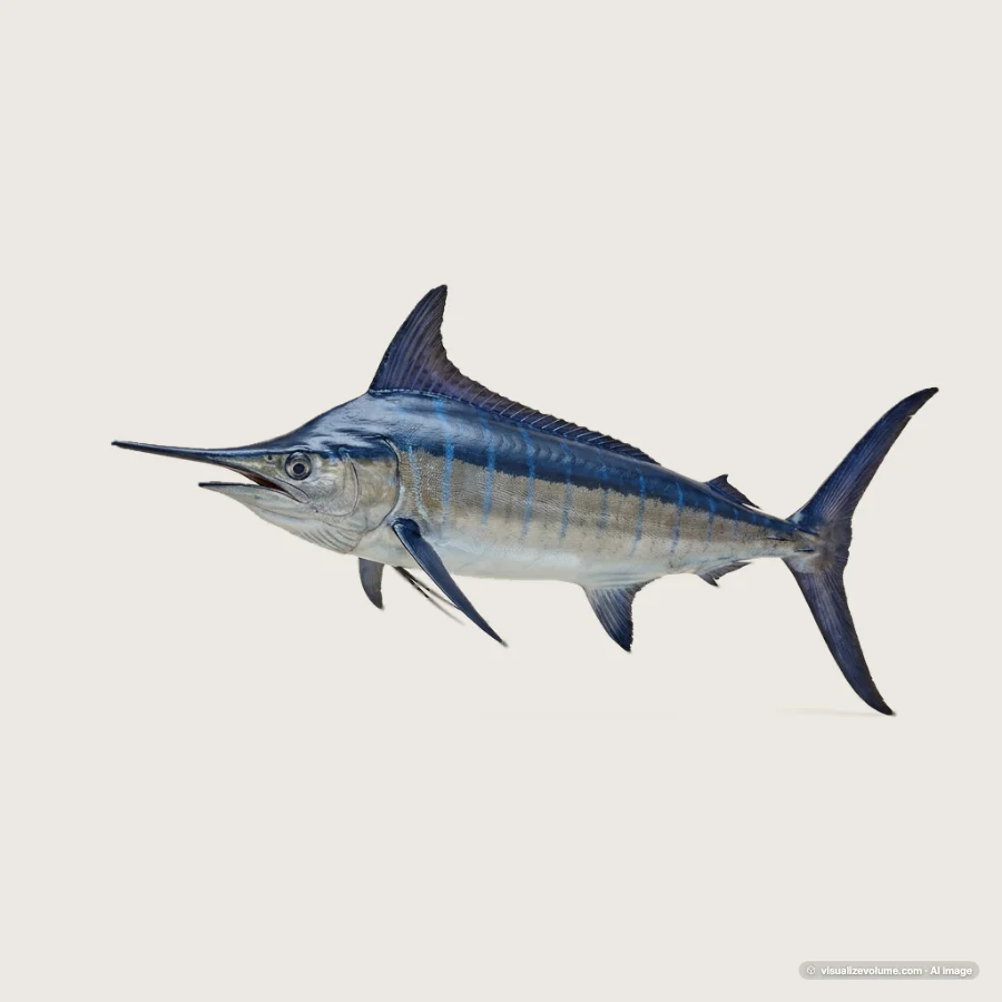 Atlantic blue marlin