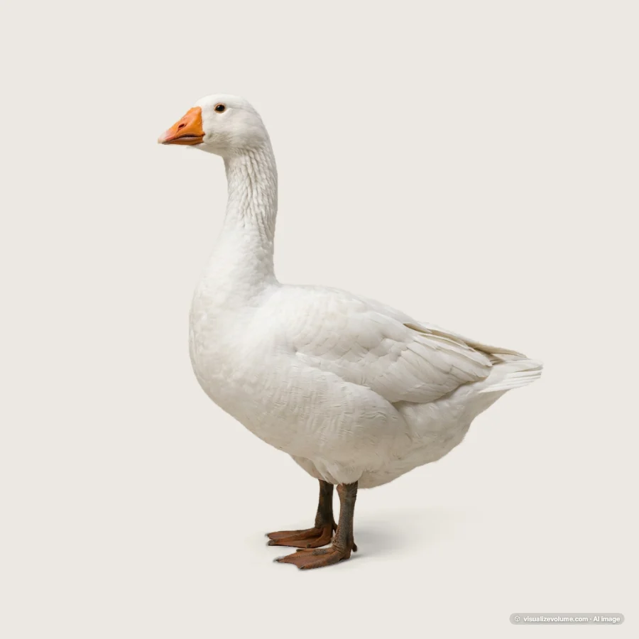 Domestic goose