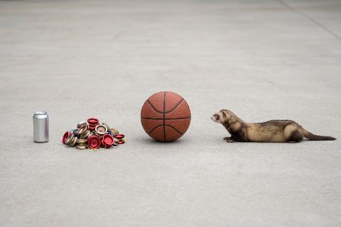 How many yo-yos weigh as much as a ferret?