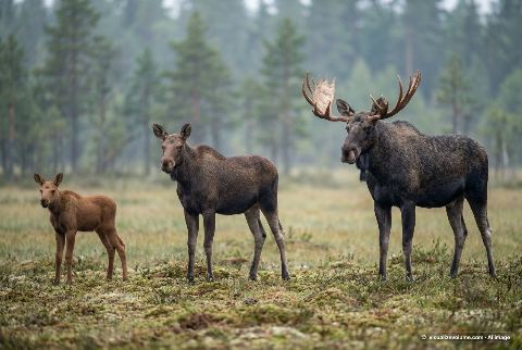 Alaska moose, in “Moose calf vs yearling moose vs moose”