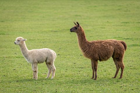 Alpaca vs llama: size comparison