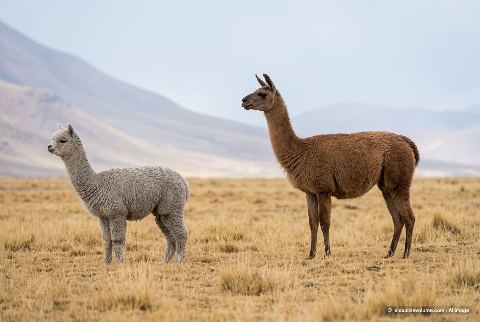 Llama, in “Alpaca vs llama”