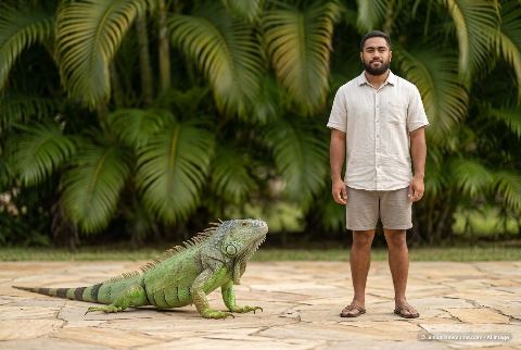 Green iguana, in “Iguana vs person”
