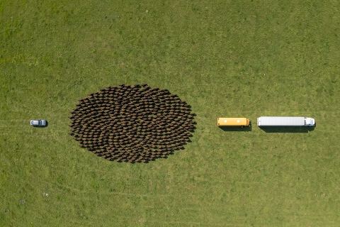 What do 500 bison look like?