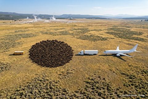 Boeing 737-800, in “What do 500 bison look like?”