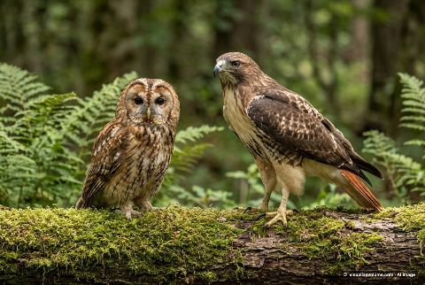 Red-tailed hawk, in “Owl vs hawk”