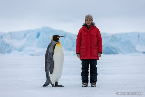 Emperor penguin, in “Emperor penguin vs person”