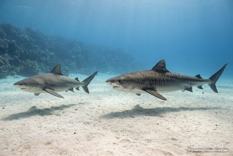 Bull shark, in “Bull shark vs tiger shark”