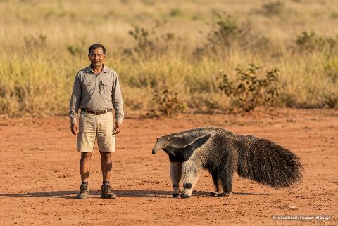 Giant anteater, in “Person vs anteater”