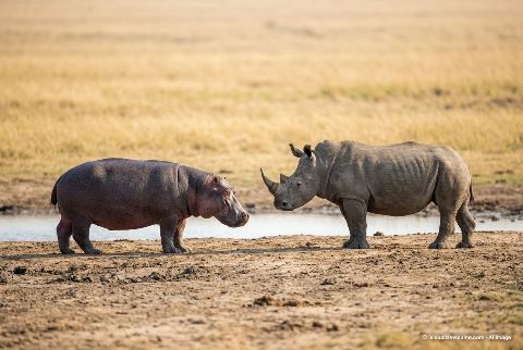 White rhinoceros, in “Hippo vs rhino”