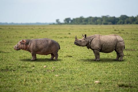 Hippo vs rhino: size comparison