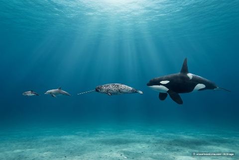 Common bottlenose dolphin, in “Porpoise vs dolphin vs narwhal vs killer whale”