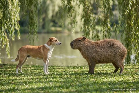 Domestic dog, in “Dog vs capybara”