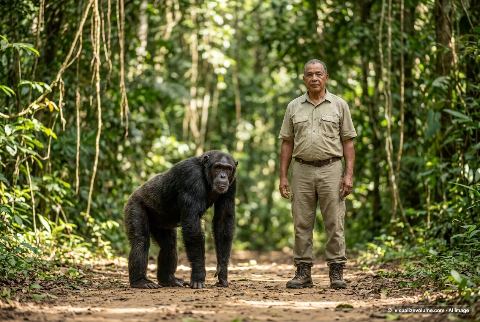 Common chimpanzee, in “Chimpanzee vs person”