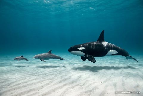Common bottlenose dolphin, in “Porpoise vs dolphin vs killer whale”