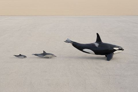 Porpoise vs dolphin vs killer whale: size comparison