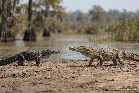 American alligator, in “Alligator vs crocodile”
