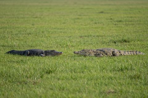 Alligator vs crocodile: size comparison