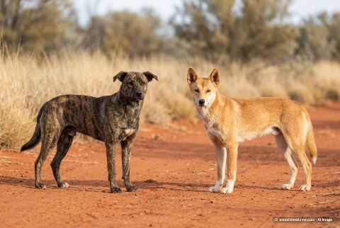 Dingo, in “Dog vs dingo”