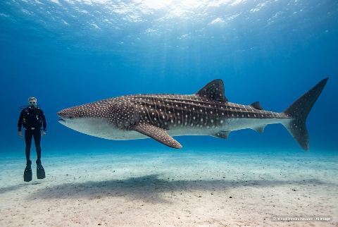 Whale shark, in “Person vs whale shark”
