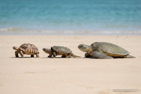 Green sea turtle, in “Tortoise vs snapping turtle vs sea turtle”