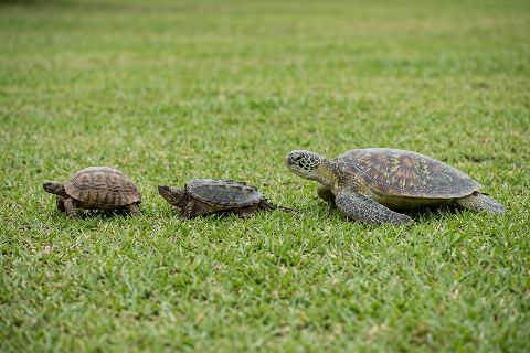 Tortoise vs snapping turtle vs sea turtle: size comparison
