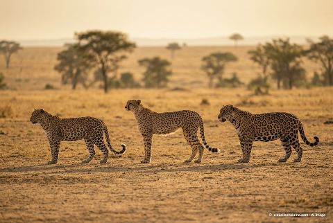 Jaguar, in “Leopard vs cheetah vs jaguar”