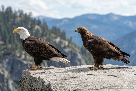Bald eagle, in “Bald eagle vs golden eagle”