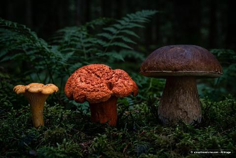 Golden chanterelle, in “Chanterelle vs lobster mushroom vs king bolete”