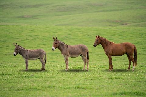 Donkey vs mule vs horse: size comparison