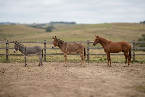 Domestic horse, in “Donkey vs mule vs horse”