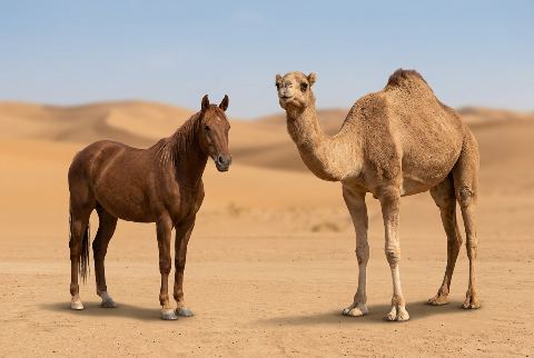 Domestic horse, in “Horse vs camel”