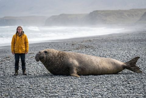 Southern elephant seal, in “Person vs elephant seal”