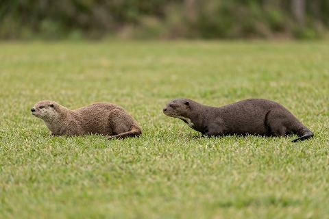 Sea otter vs giant otter: size comparison