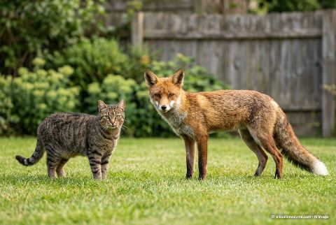 Domestic cat, in “Cat vs fox”
