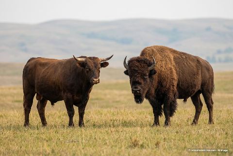 American bison, in “Bull vs bison”