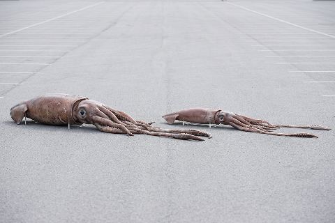 Colossal squid vs giant squid: size comparison