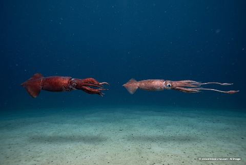 Giant squid, in “Colossal squid vs giant squid”