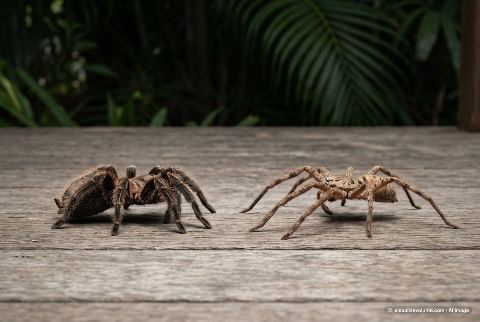 Giant huntsman spider, in “Tarantula vs huntsman spider”