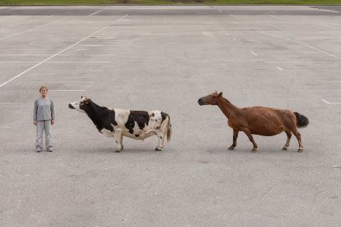 Person vs cow vs horse: size comparison
