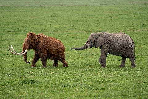 Woolly mammoth vs elephant: size comparison