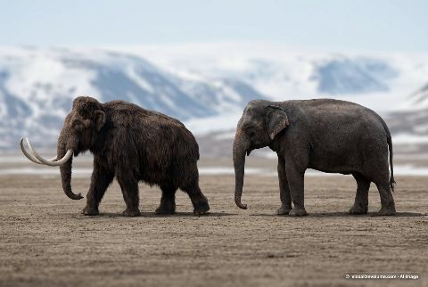 African bush elephant, in “Woolly mammoth vs elephant”