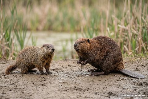 North American beaver, in “Groundhog vs beaver”