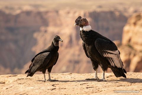 Black vulture, in “Vulture vs condor”