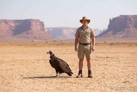 Black vulture, in “Vulture vs person”