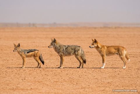 Dingo, in “Jackal vs coyote vs dingo”