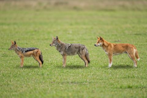 Jackal vs coyote vs dingo: size comparison