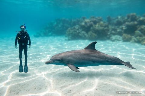 Common bottlenose dolphin, in “Person vs dolphin”