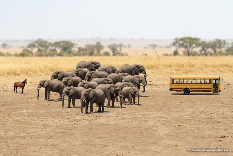 School bus, in “What do 20 elephants look like?”